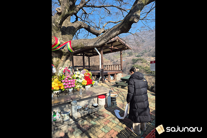 사주나루 꽃자