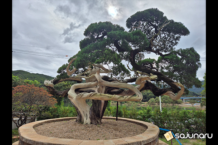 사주나루 황진이